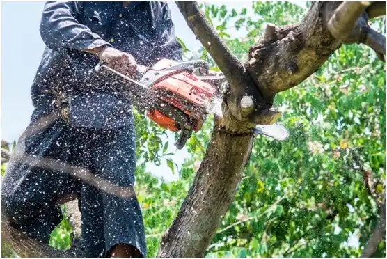 tree services Shamokin Dam